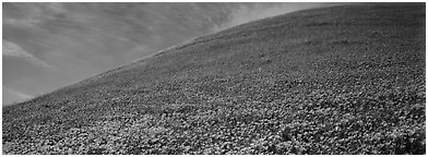 Hill covered with California poppies. Antelope Valley, California, USA (Panoramic black and white)