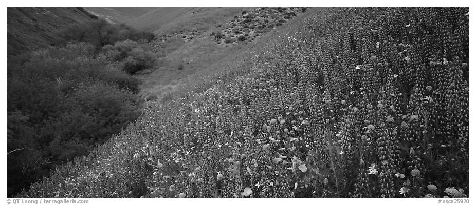 Thick lupine and California poppies on hillside. California, USA (black and white)