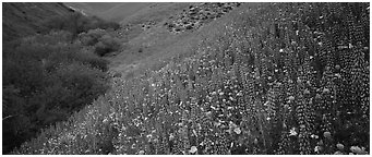 Thick lupine and California poppies on hillside. California, USA (Panoramic black and white)