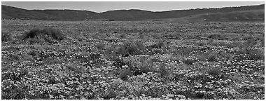 Valley flat covered with California poppies. Antelope Valley, California, USA (Panoramic black and white)