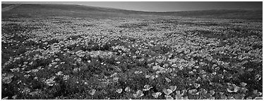 Spring landscape with California poppy flower carpet. Antelope Valley, California, USA (Panoramic black and white)