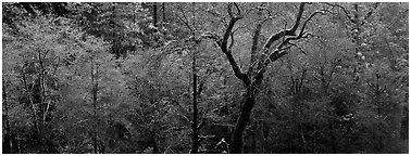 Bare trees in winter. California, USA (Panoramic black and white)
