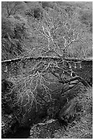 Stone bridge and bare tree,  Alum Rock Park. San Jose, California, USA ( black and white)