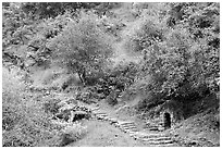 Pathway and stairs, Alum Rock Park. San Jose, California, USA ( black and white)