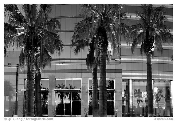 Palm trees reflected in building at sunset. San Jose, California, USA (black and white)