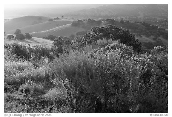 Bush and hills, sunrise. California, USA (black and white)
