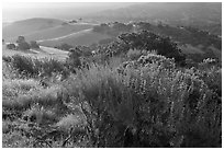 Bush and hills, sunrise, Fort Ord National Monument. California, USA (black and white)