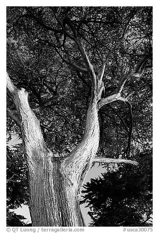 Monterey Pine at Lover's Point. Pacific Grove, California, USA (black and white)