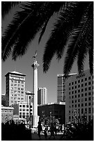 Union square and column framed by palm trees, afternoon. San Francisco, California, USA ( black and white)