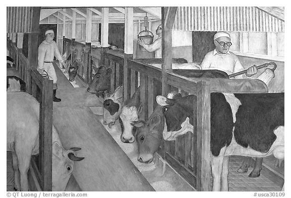 Cows in a farm depicted in a fresco inside Coit Tower. San Francisco, California, USA (black and white)