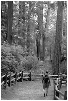 Hiker on trail. Big Basin Redwoods State Park,  California, USA (black and white)