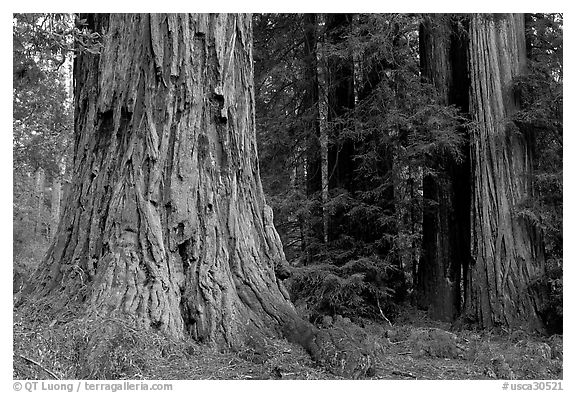 Redwood trees. Big Basin Redwoods State Park,  California, USA (black and white)