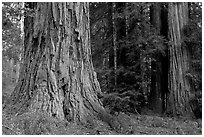 Redwood trees. Big Basin Redwoods State Park,  California, USA (black and white)