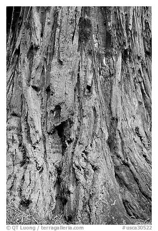 Detail of redwood tree bark. Big Basin Redwoods State Park,  California, USA (black and white)