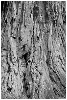 Detail of redwood tree bark. Big Basin Redwoods State Park,  California, USA ( black and white)