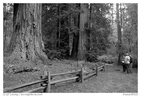 Tourists look at redwood trees. Big Basin Redwoods State Park,  California, USA (black and white)