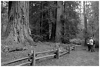 Tourists look at redwood trees. Big Basin Redwoods State Park,  California, USA ( black and white)