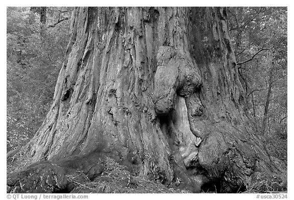 Base of redwood tree named Father of the Forest. Big Basin Redwoods State Park,  California, USA (black and white)