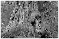 Base of redwood tree named Father of the Forest. Big Basin Redwoods State Park,  California, USA ( black and white)