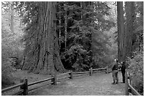 Tourists standing amongst redwood trees. Big Basin Redwoods State Park,  California, USA (black and white)