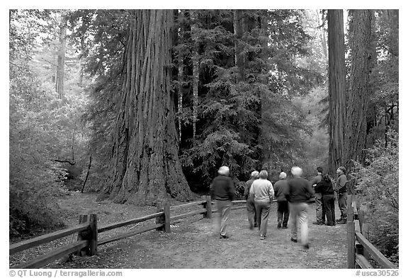 Tourists walking on trail amongst redwood trees. Big Basin Redwoods State Park,  California, USA (black and white)