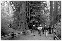 Tourists walking on trail amongst redwood trees. Big Basin Redwoods State Park,  California, USA ( black and white)