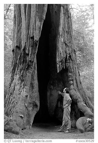 Visitor standing at the base of a hollowed-out redwood tree. Big Basin Redwoods State Park,  California, USA (black and white)