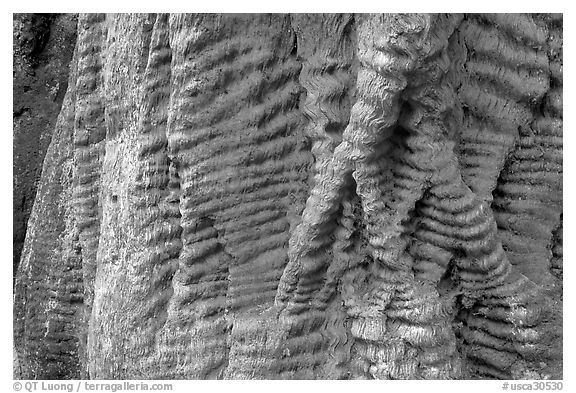 Bark texture of a redwood tree. Big Basin Redwoods State Park,  California, USA (black and white)