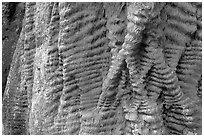 Bark texture of a redwood tree. Big Basin Redwoods State Park,  California, USA ( black and white)
