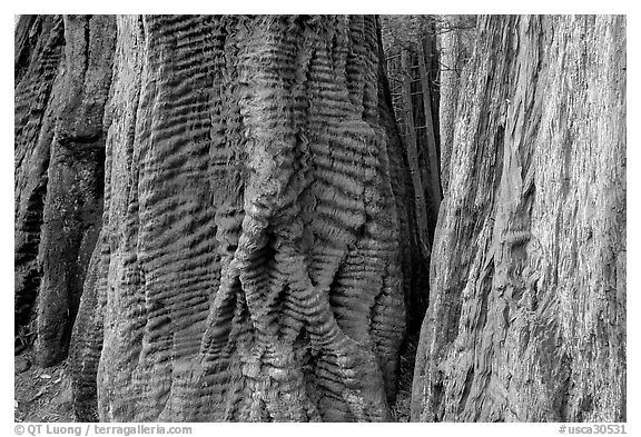 Trunks of redwood trees with curious texture. Big Basin Redwoods State Park,  California, USA
