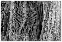 Trunks of redwood trees with curious texture. Big Basin Redwoods State Park,  California, USA ( black and white)