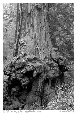 Burl at the base of a redwood tree. Big Basin Redwoods State Park,  California, USA (black and white)