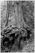 Burl at the base of a redwood tree. Big Basin Redwoods State Park,  California, USA ( black and white)