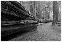 Fallen giant redwood. Big Basin Redwoods State Park,  California, USA (black and white)