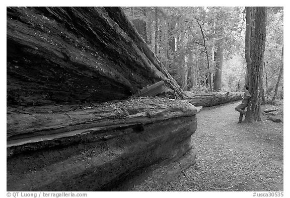 Visitor looking at fallen redwood tree. Big Basin Redwoods State Park,  California, USA (black and white)