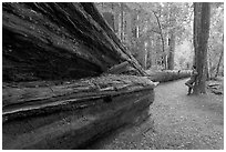 Visitor looking at fallen redwood tree. Big Basin Redwoods State Park,  California, USA ( black and white)