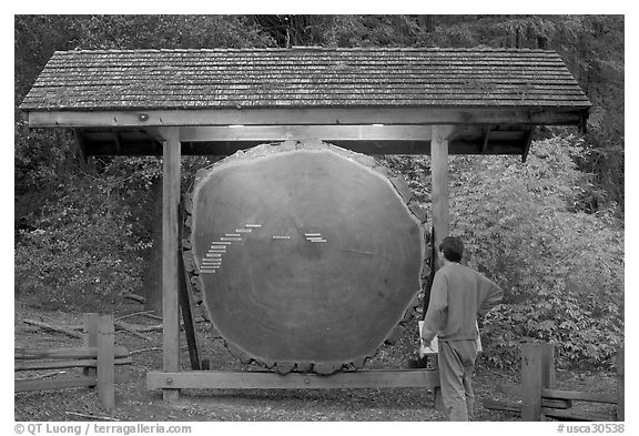 Visitor looking at a redwood cross-section with age tags. Big Basin Redwoods State Park,  California, USA (black and white)