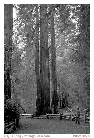 Visitor standing at the base of tall redwood trees. Big Basin Redwoods State Park,  California, USA (black and white)