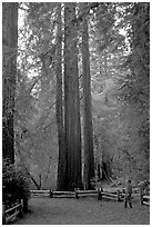 Visitor standing at the base of tall redwood trees. Big Basin Redwoods State Park,  California, USA (black and white)