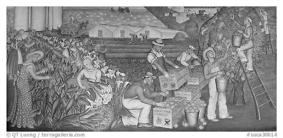 Orange-harvesting  scene depicted in a fresco inside Coit Tower. San Francisco, California, USA (black and white)