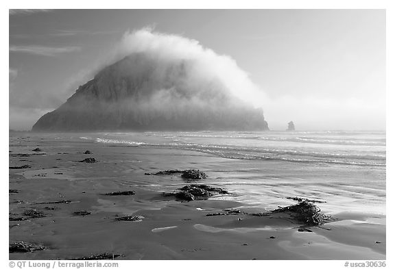 Beach with seaweed, and Morro Rock capped by afternoon fog. Morro Bay, USA