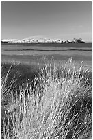 Summer grasses, Oneill Forebay, San Luis Reservoir State Recreation Area. California, USA ( black and white)