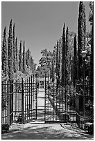 Gates in cypress trees in garden, Villa Montalvo. Saragota,  California, USA (black and white)