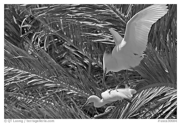 Egrets in palm trees, Baylands. Palo Alto,  California, USA (black and white)
