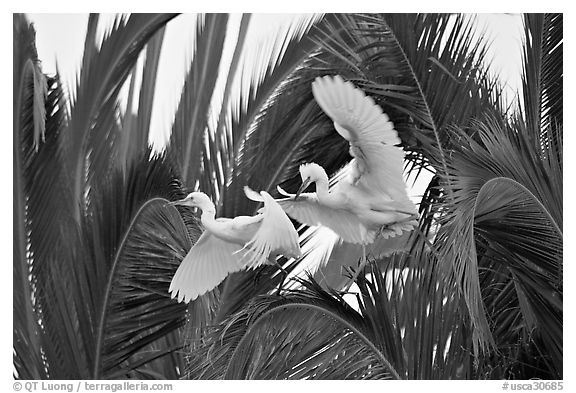 Two egrets in tree, Baylands. Palo Alto,  California, USA (black and white)