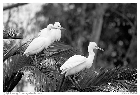 Three egrets resting, Palo Alto Baylands. Palo Alto,  California, USA