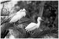 Three egrets resting, Palo Alto Baylands. Palo Alto,  California, USA (black and white)