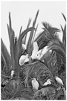 Egret rookery on palm tree, Baylands. Palo Alto,  California, USA (black and white)