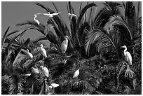Egret rookery, Baylands. Palo Alto,  California, USA ( black and white)