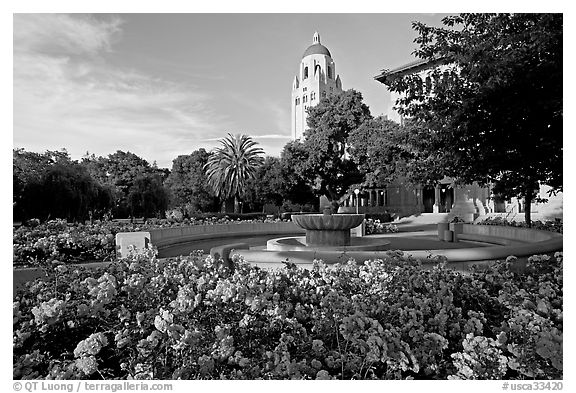 Hoover Tower and bed of roses, late afternoon. Stanford University, California, USA (black and white)